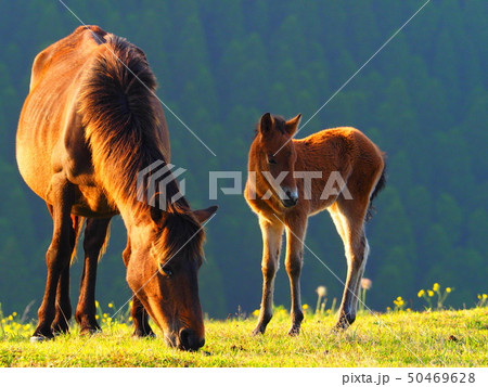岬の野生馬 50469628