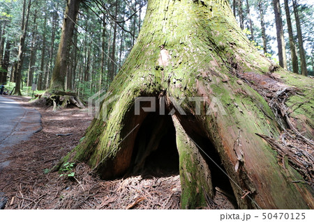 東京都の奥多摩の御岳山の登山 50470125