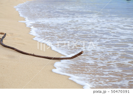 波打ち際の流木 #7 波打ち際の流木 #7 50470391