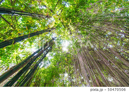 Bamboo worm of view. Bamboo worm of view. 50470506