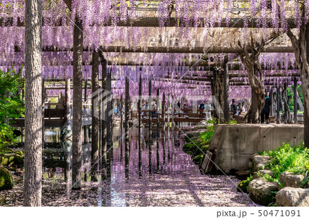 天王川の藤棚 天王川の藤棚 50471091