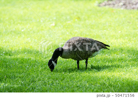 芝生の上で虫を探す雁 芝生の上で虫を探す雁 50471556