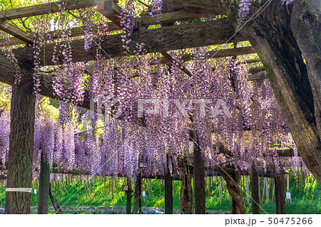 六尺藤 天王川公園 六尺藤 天王川公園 50475266