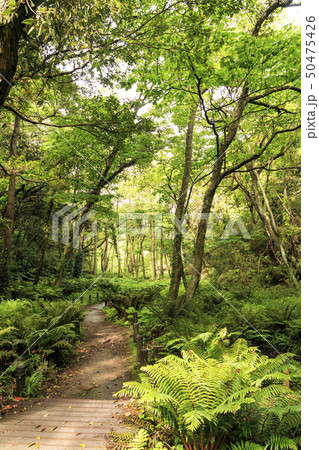 小網代（春） 50475426