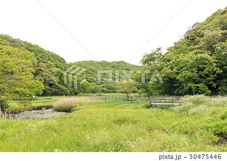 小網代（春） 50475446