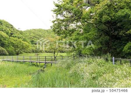 小網代（春） 50475466