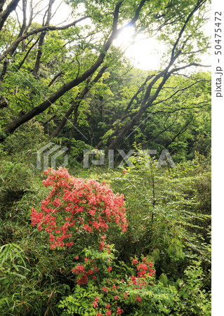 小網代（春） 50475472