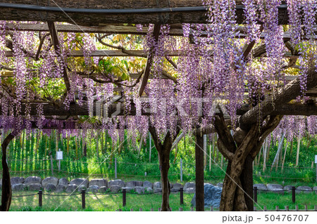 藤棚 津島天王川公園 50476707