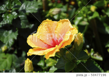 Hibiscus rosa-sinensis Hibiscus rosa-sinensis 50477196