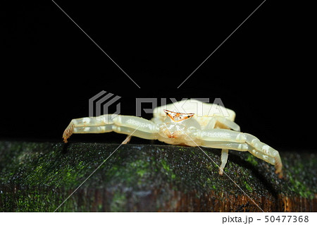 アズチグモ(メス) アズチグモ(メス) 50477368