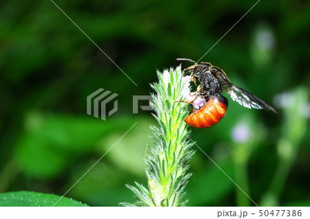 ハラアカヤドリハキリバチ 50477386