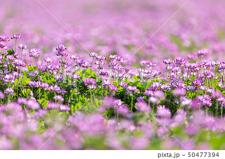 レンゲソウの花の写真素材