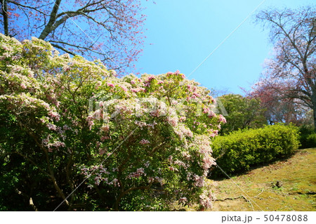 アセビの花 アセビの花 50478088