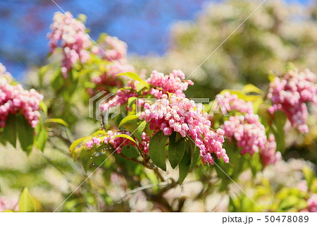 アセビの花 50478089