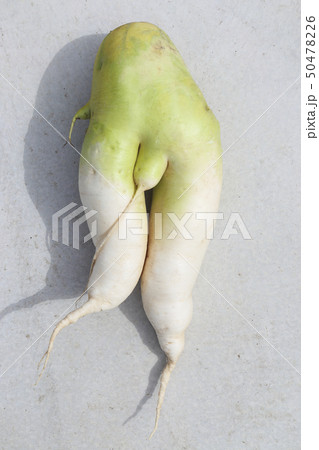 異形の大根 異形の大根 50478226