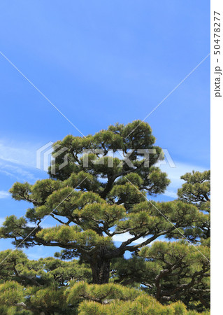 栗林公園の北庭、檜御殿跡の松 50478277