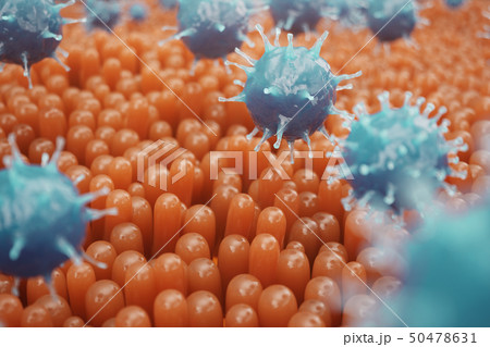 Intestinal villi. Intestine lining. Microscopic capillary. Human intestine. Concept of a healthy or 50478631