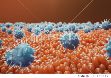 Intestinal villi. Intestine lining. Microscopic capillary. Human intestine. Concept of a healthy or 50478635