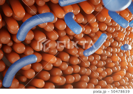 Intestinal villi. Intestine lining. Microscopic capillary. Human intestine. Concept of a healthy or Intestinal villi. Intestine lining. Microscopic capillary. Human intestine. Concept of a healthy or 50478639