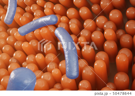 Intestinal villi, mucosa intestinal. Bacteria and microbes in intestines. Microscopic villi and 50478644
