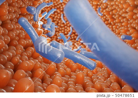 Intestinal villi. Intestine lining. Microscopic capillary. Human intestine. Concept of a healthy or Intestinal villi. Intestine lining. Microscopic capillary. Human intestine. Concept of a healthy or 50478651
