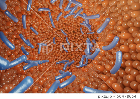 Intestinal villi. Intestine lining. Microscopic capillary. Human intestine. Concept of a healthy or 50478654