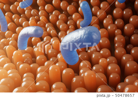 Intestinal villi. Intestine lining. Microscopic capillary. Human intestine. Concept of a healthy or 50478657