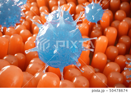 Intestinal villi. Intestine lining. Microscopic capillary. Human intestine. Concept of a healthy or 50478674