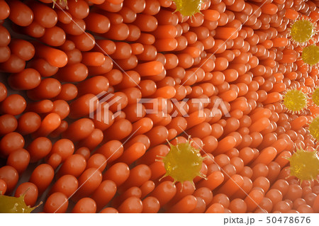 Intestinal villi. Intestine lining. Microscopic capillary. Human intestine. Concept of a healthy or 50478676