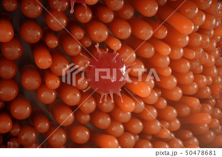 Intestinal villi. Intestine lining. Microscopic capillary. Human intestine. Concept of a healthy or 50478681