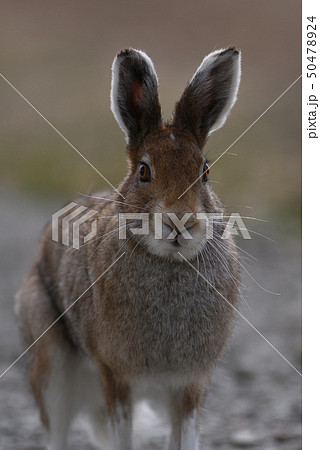 ユキウサギ㉝（北海道） 50478924