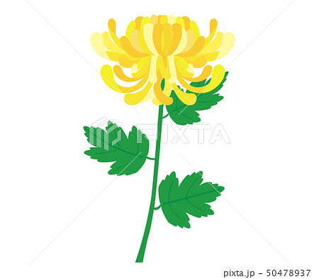 菊9 50478937