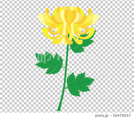 菊9 50478937