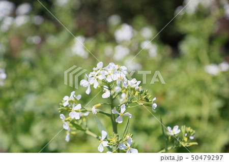 ダイコンの花 50479297