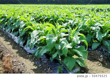 たばこ畑　素材　背景 50479325