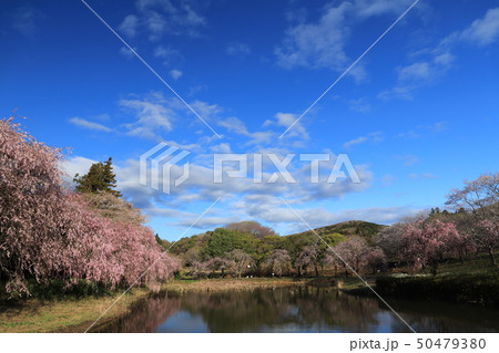 常陸風土記の丘 石岡市絶景 常陸風土記の丘 石岡市絶景 50479380