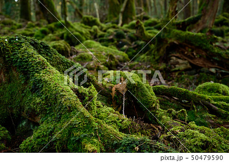富士山の樹海のイメージ 富士山の樹海のイメージ 50479590