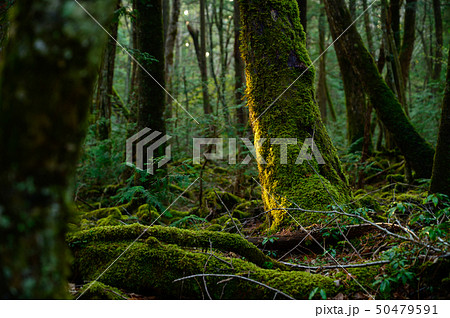 富士山の樹海のイメージ 50479591
