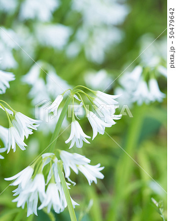 ミツカドネギ ミツカドネギ 50479642