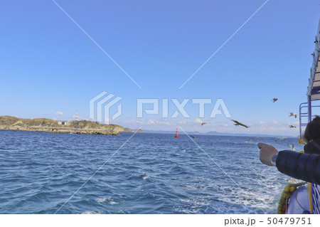 海鳥への餌やり 50479751