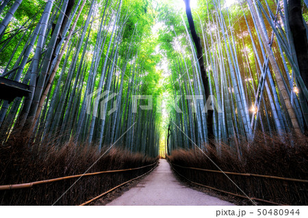Arashiyama Bamboo Forest famous place Kyoto Japan Arashiyama Bamboo Forest famous place Kyoto Japan 50480944