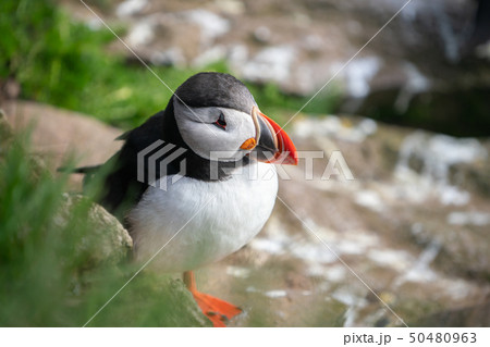 Wild Atlantic puffin seabird in the auk family. 50480963