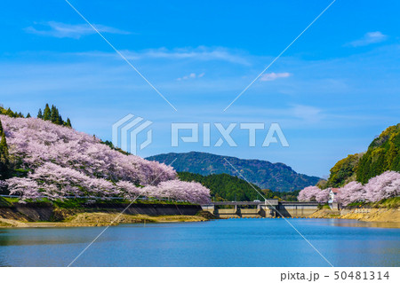 庭木ダムの桜　【佐賀県武雄市】 50481314