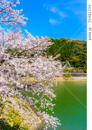 庭木ダムの桜　【佐賀県武雄市】 50481354