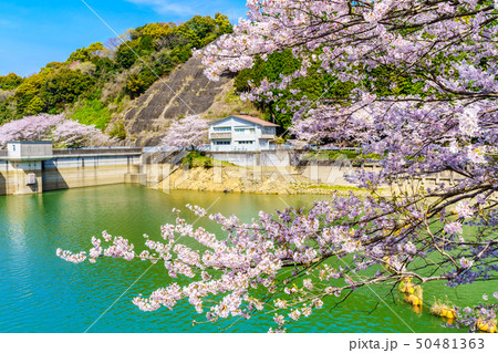 庭木ダムの桜 【佐賀県武雄市】 庭木ダムの桜 【佐賀県武雄市】 50481363