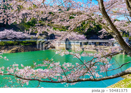 庭木ダムの桜 【佐賀県武雄市】 庭木ダムの桜 【佐賀県武雄市】 50481375