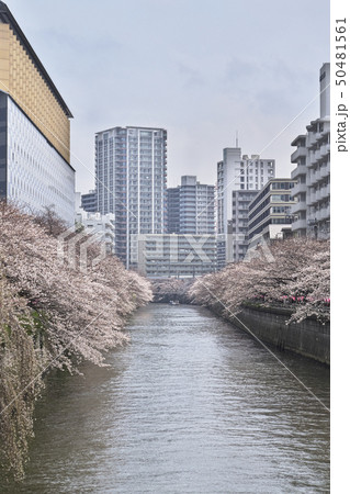 目黒川 太鼓橋から望む桜 目黒川 太鼓橋から望む桜 50481561
