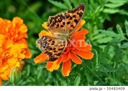 オレンジ色のマリーゴールドの花と蝶 キタテハ をクローズアップで撮影した写真の写真素材