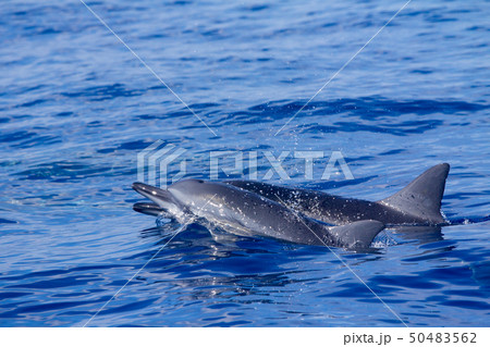 小笠原の海を泳ぐ　ハシナガイルカ 50483562