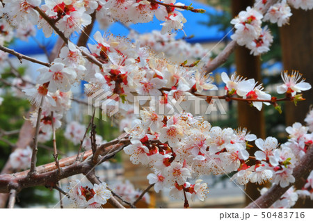 Apricot blossom in the garden Apricot blossom in the garden 50483716